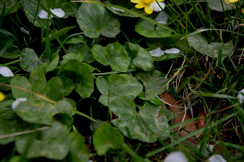 favagello in giardino: Ranunculus ficaria